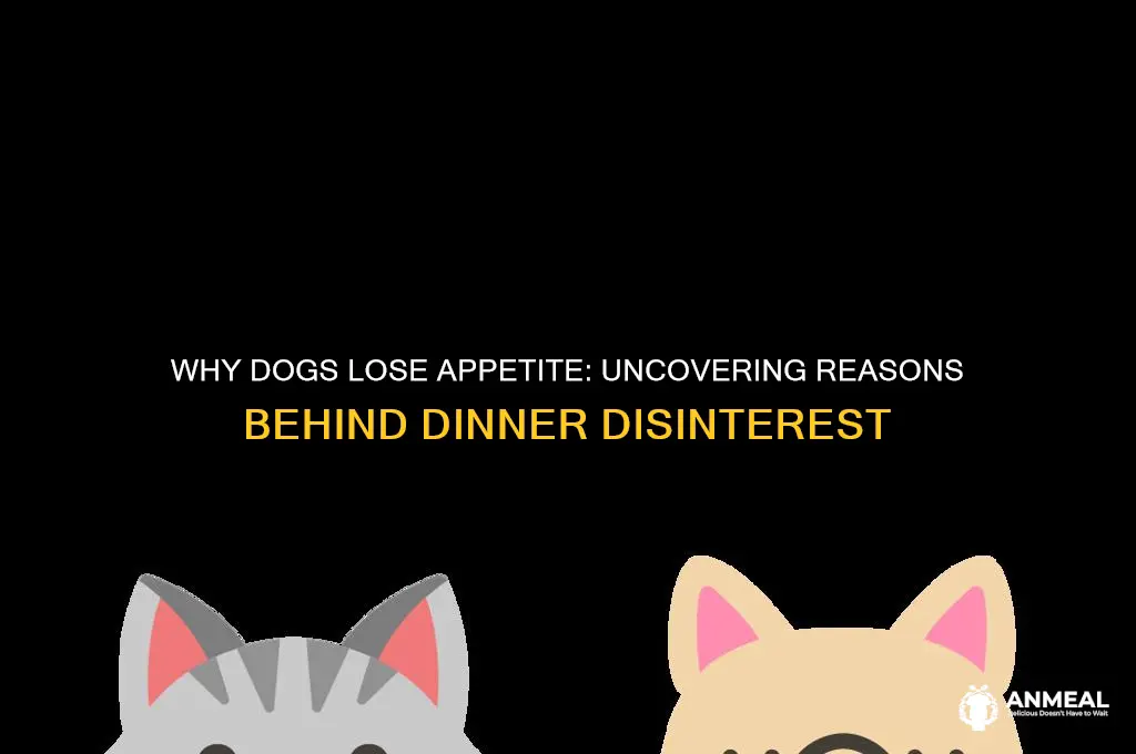 why dogs become disinterested in their dinner