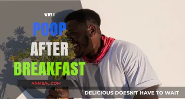 Why I Always Poop After Breakfast: Unraveling the Morning Ritual
