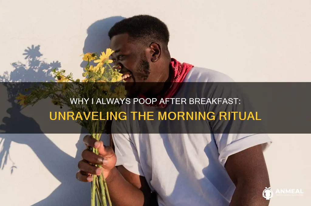 why i poop after breakfast