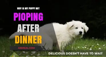 Why Your Puppy Isn't Pooping After Dinner: Causes and Solutions