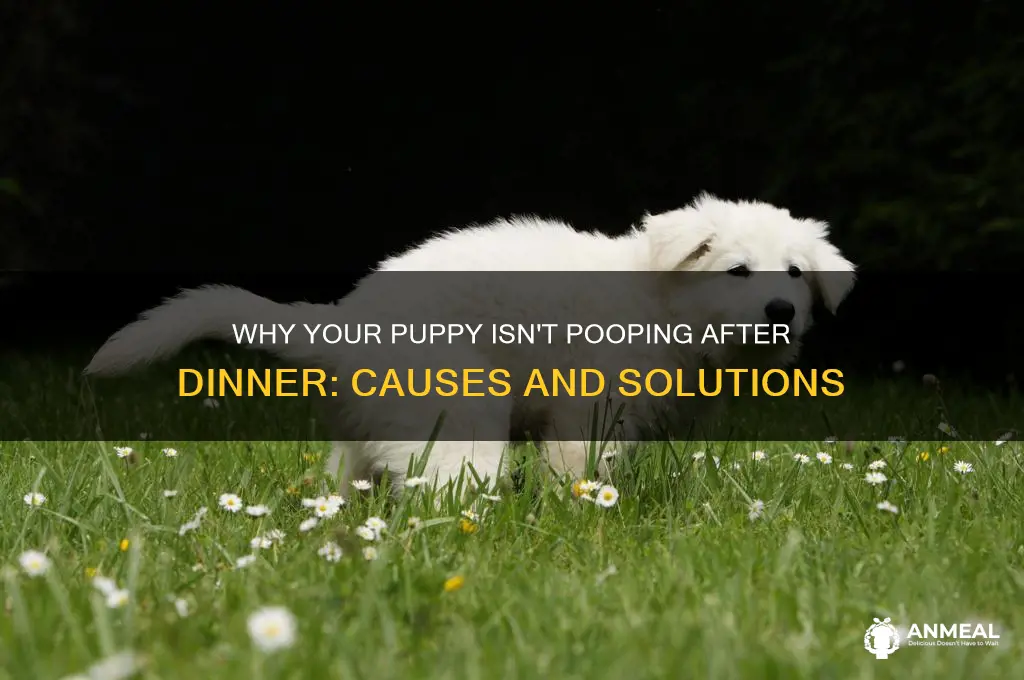 why is my puppy not pioping after dinner