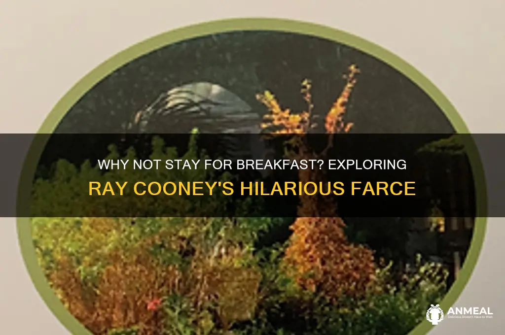 why not stay for breakfast ray cooney