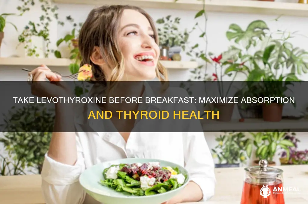 why take levothyroxine before breakfast