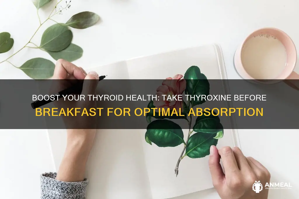 why take thyroxine before breakfast