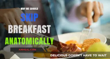 Skipping Breakfast: Anatomical Insights into Morning Meal Myths