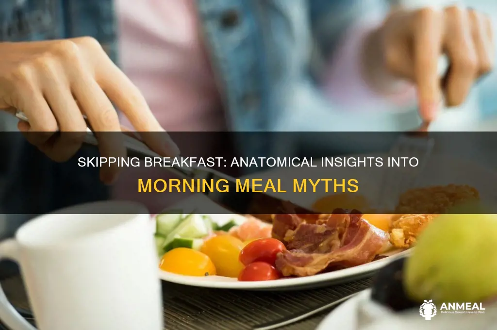 why we should skip breakfast anatomically