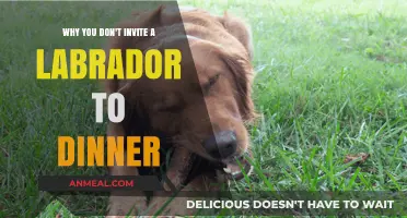 Labrador Dinner Disasters: Why Your Pup’s Table Manners Fail