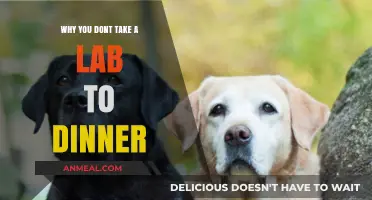 Why Labs Make Terrible Dinner Dates: A Humorous Insight