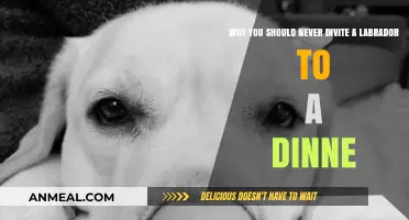 Why Labradors and Dinner Parties Don’t Mix: A Cautionary Tale