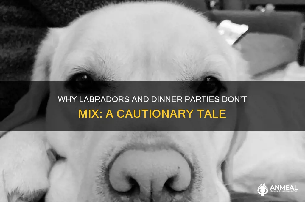 why you should never invite a labrador to a dinne