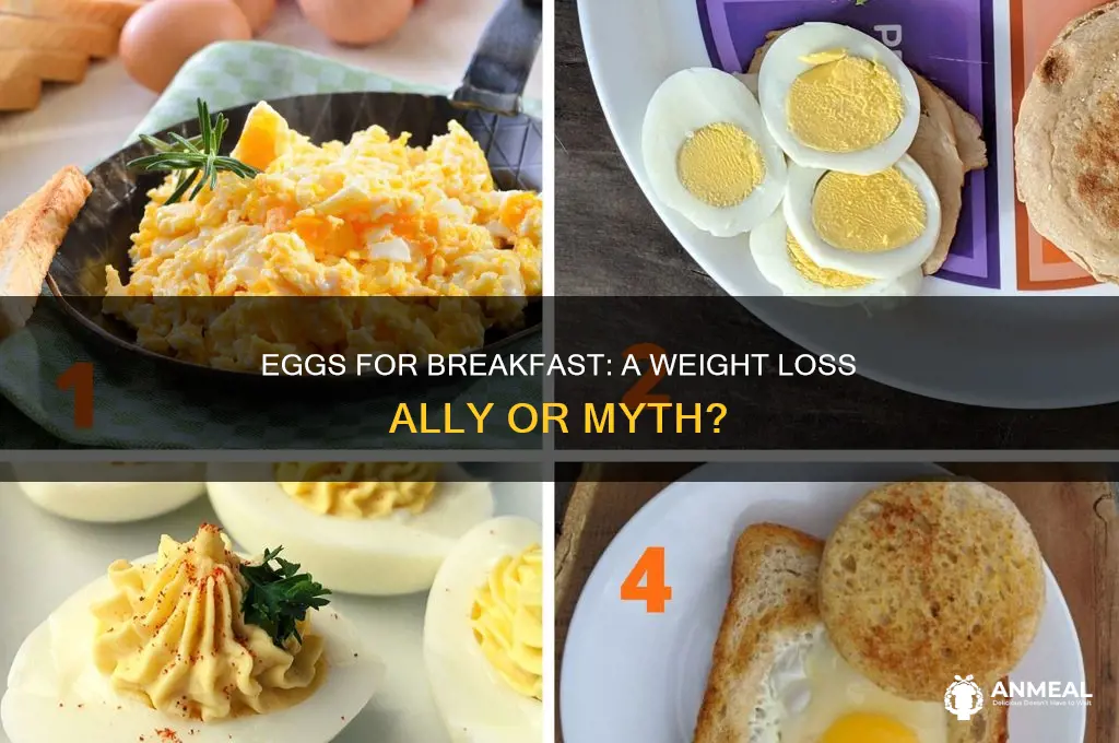 will eggs for breakfast help me lose weight