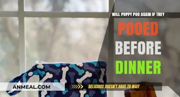Puppy Poop Patterns: Will They Go Again After Dinner?