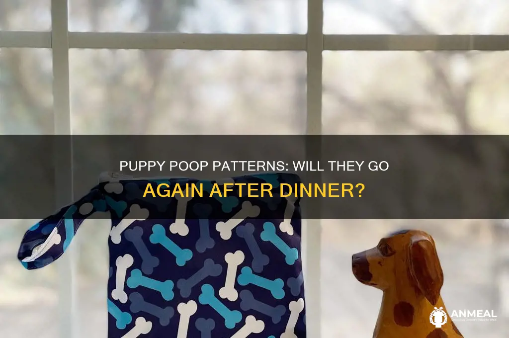 will puppy poo again if they pooed before dinner